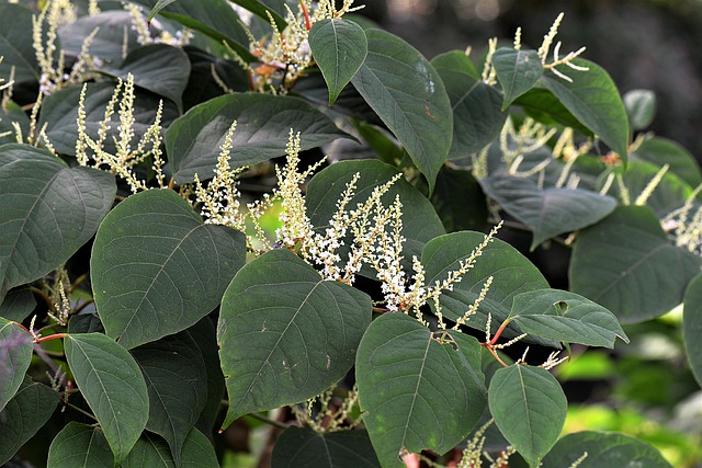 Japanese knotweed, shrub, plant