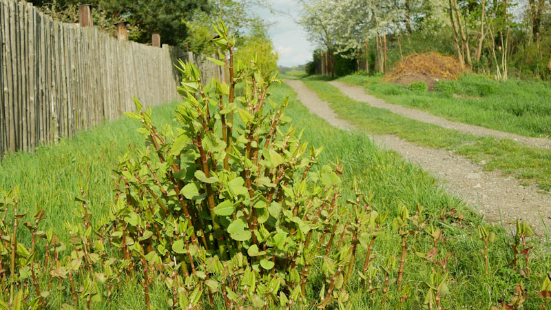 Japanese knotweed, spring, clump