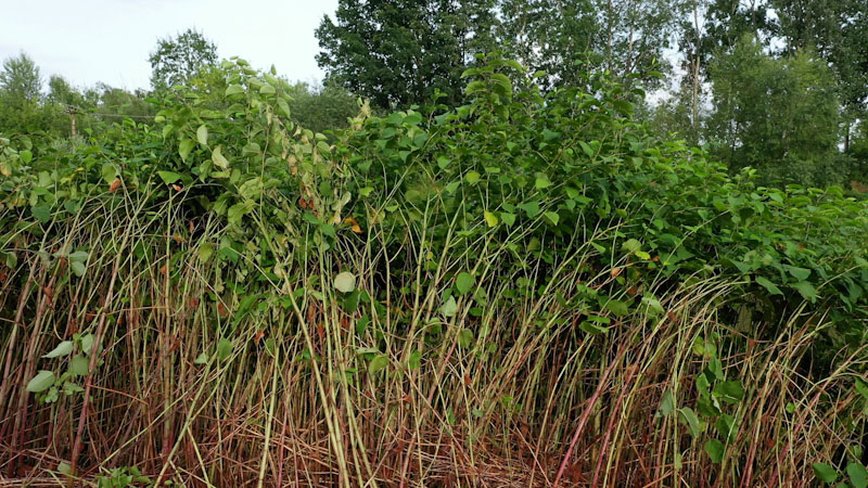 Japanese knotweed, cane, summer