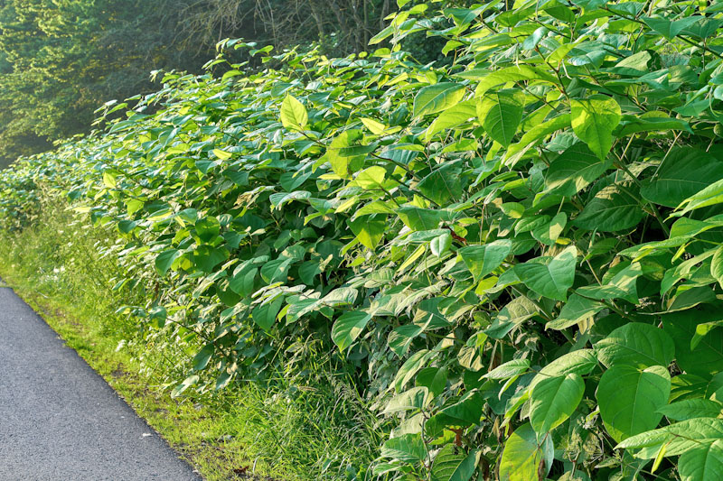 Japanese Knotweed, roadside