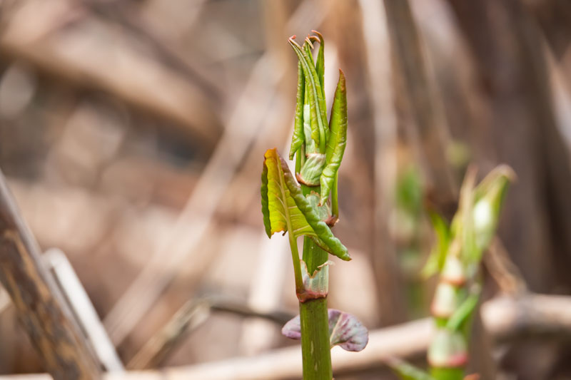 Japanese knotweed, leaves, unfurl