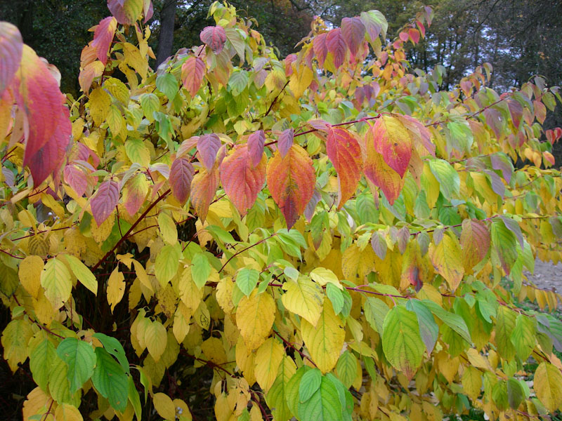 Japanese knotweed, autumn, leaves