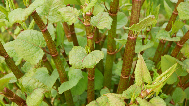 Japanese knotweed, cane, summer