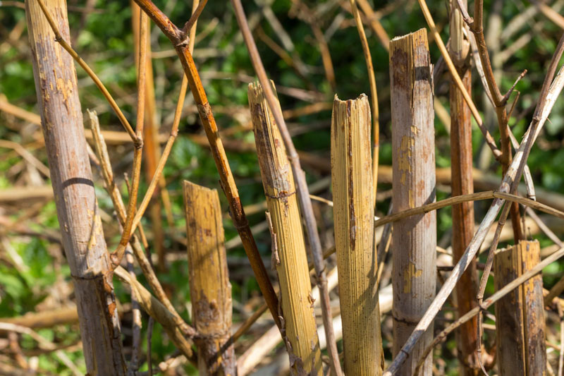 japanese knotweed, winter, canes