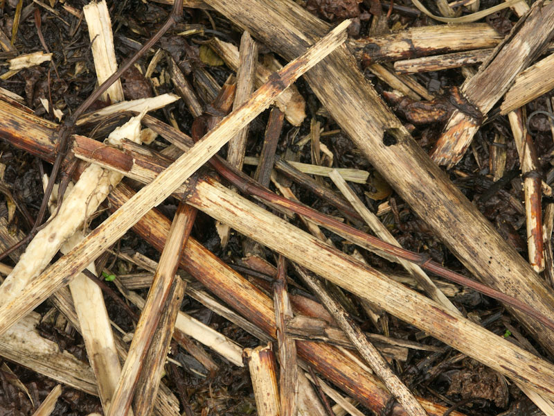 japanese knotweed, winter, debris