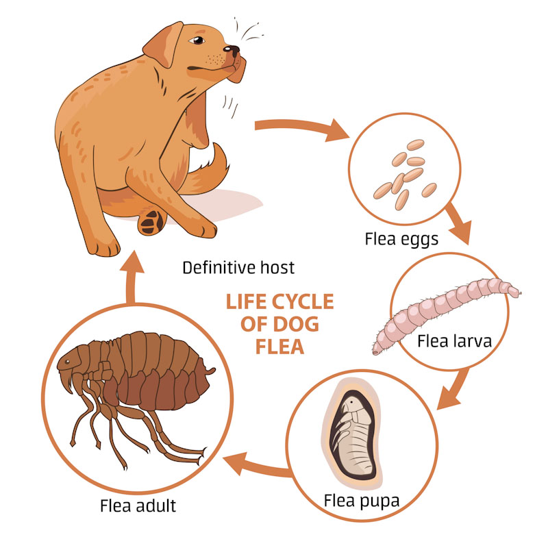 How To Get Rid Of Fleas In House Brightchecker