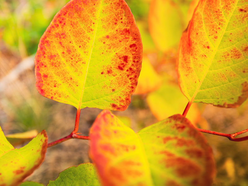 Japanese knotweed, autumn, leaves