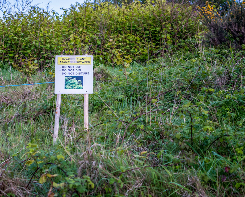 Japanese knotweed, treatment, warning, sign.