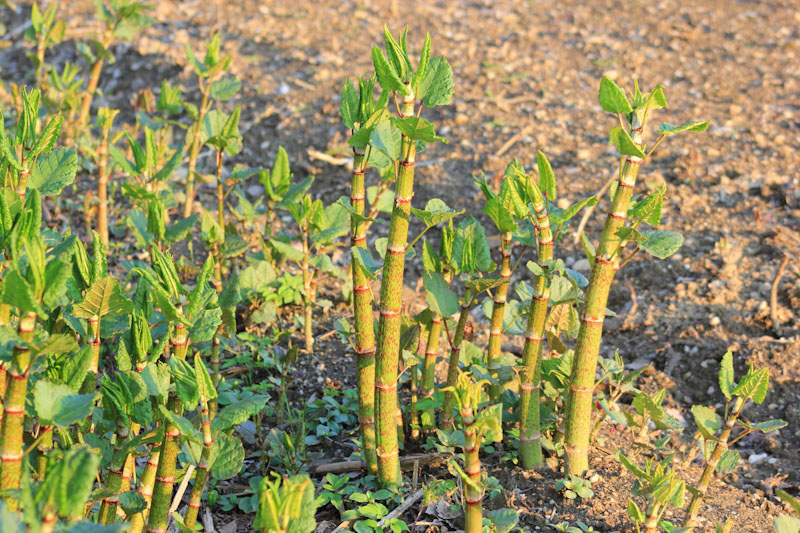 japanese knotweed, spring, stems, canes