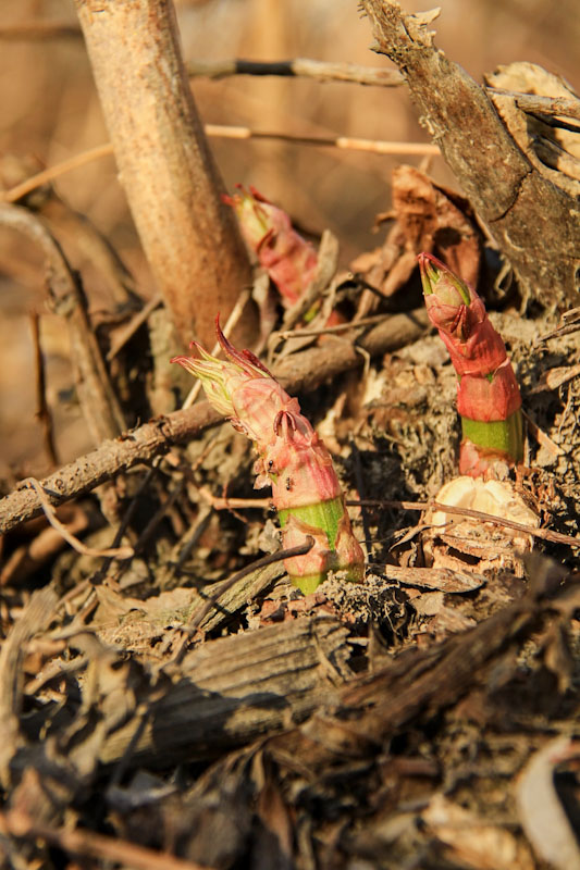 Japanese Knotweed, spring, shoots