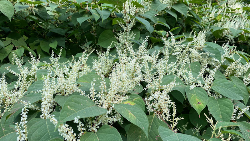 Japanese knotweed, flowers