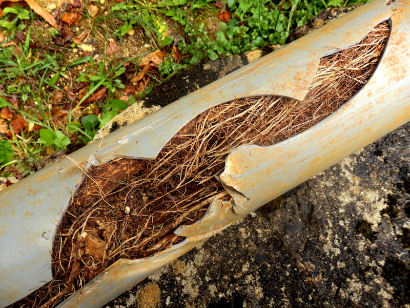 Understanding tree root damage