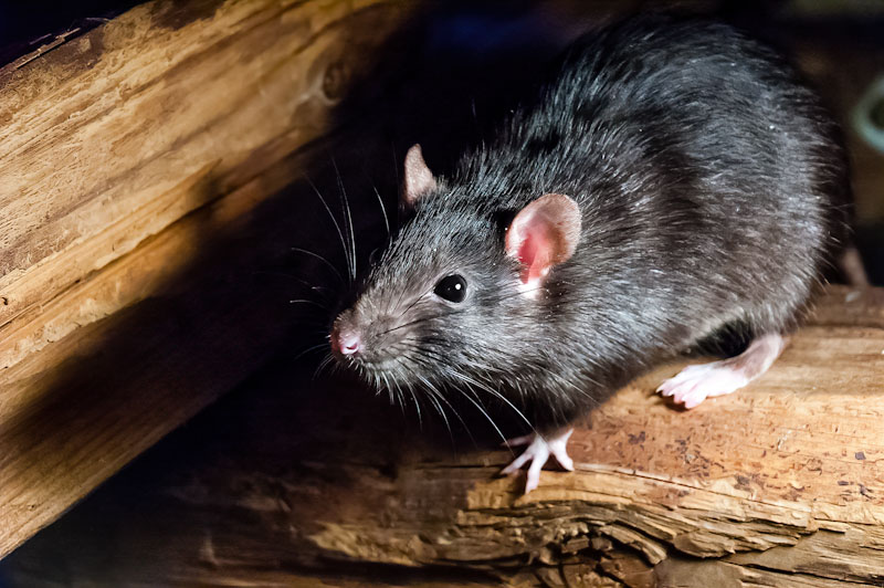 rat infestation uk, Black Rat, Rat