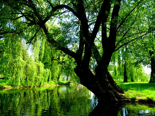 willow, green, nature