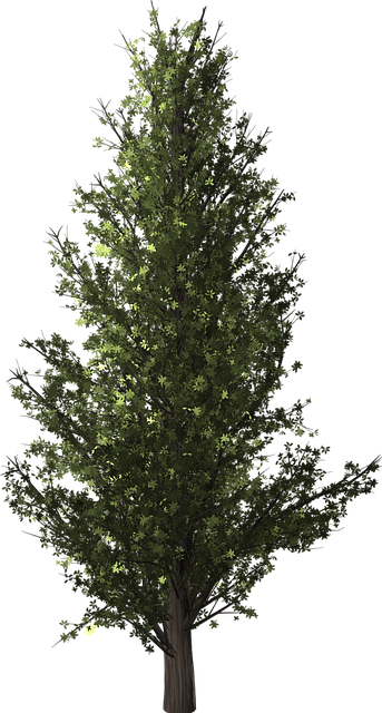 tree, poplar, transparent