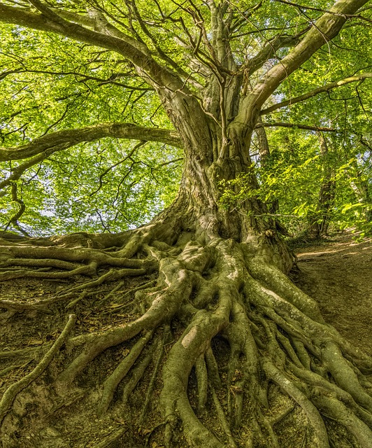 beech, tree, roots