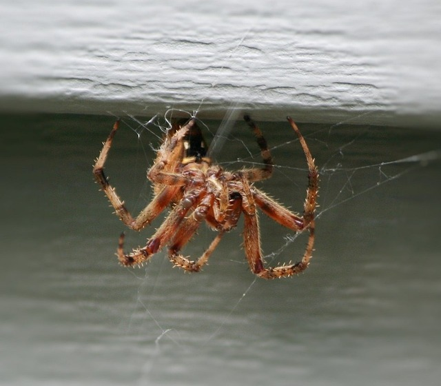 brown house spider, web weaving, predator