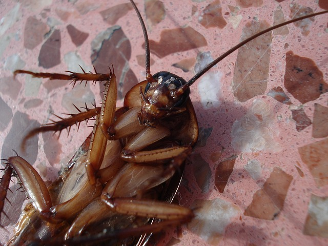 cockroach, animals, nature